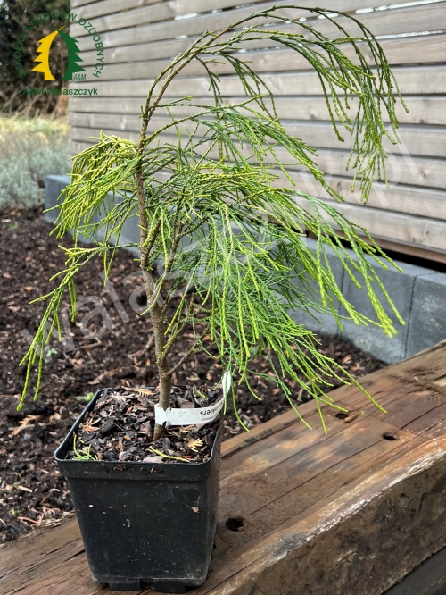Chamaecyparis lawsoniana 'Filip's Golden Sprinklers'